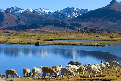 Buscamos colaboradores para empresa de gastronomía peruana